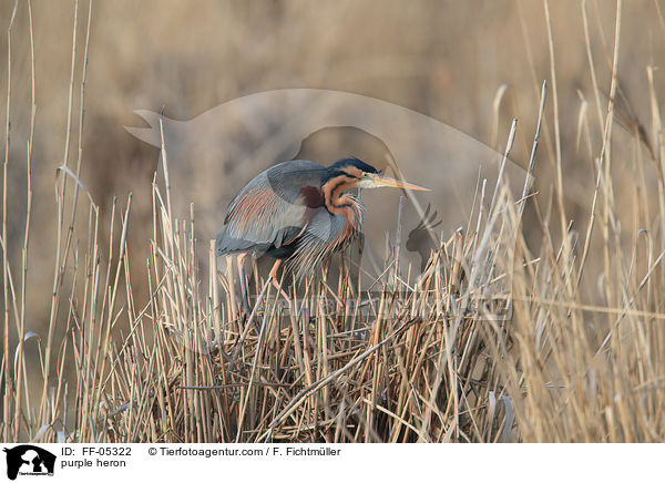 Purpurreiher / purple heron / FF-05322