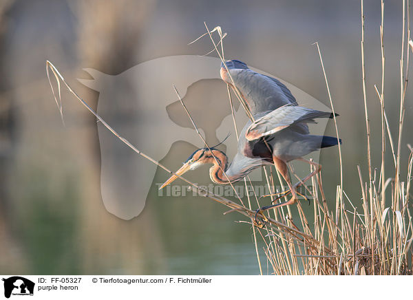 purple heron / FF-05327