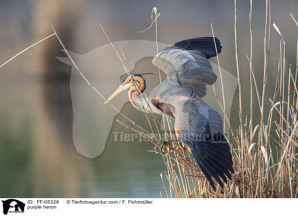 purple heron / FF-05328
