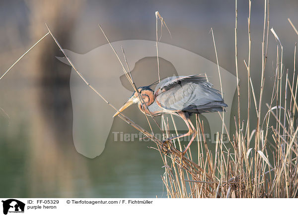 Purpurreiher / purple heron / FF-05329