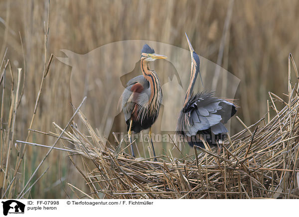 Purpurreiher / purple heron / FF-07998