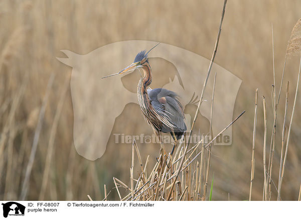 purple heron / FF-08007