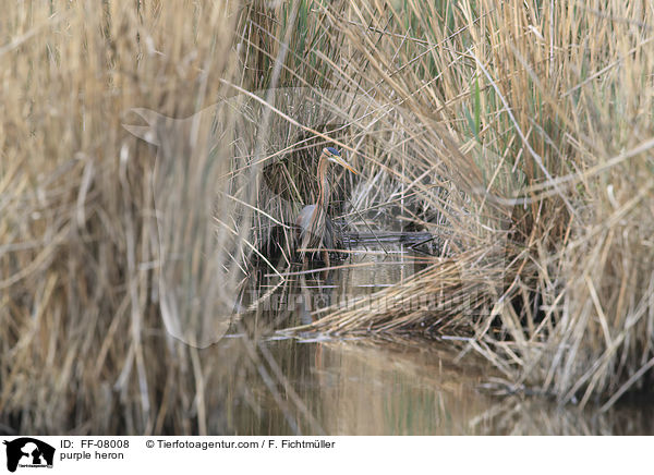 Purpurreiher / purple heron / FF-08008