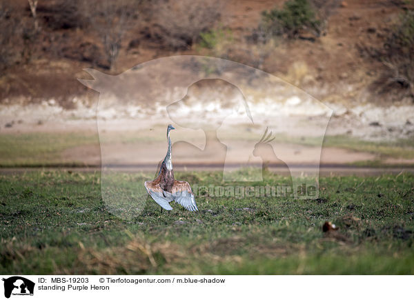 standing Purple Heron / MBS-19203