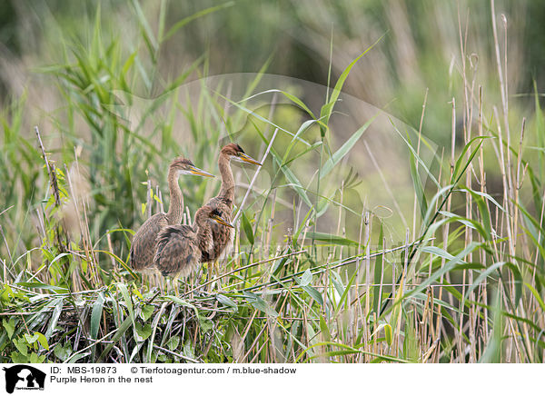 Purpurreiher im Nest / Purple Heron in the nest / MBS-19873