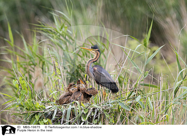 Purpurreiher im Nest / Purple Heron in the nest / MBS-19875