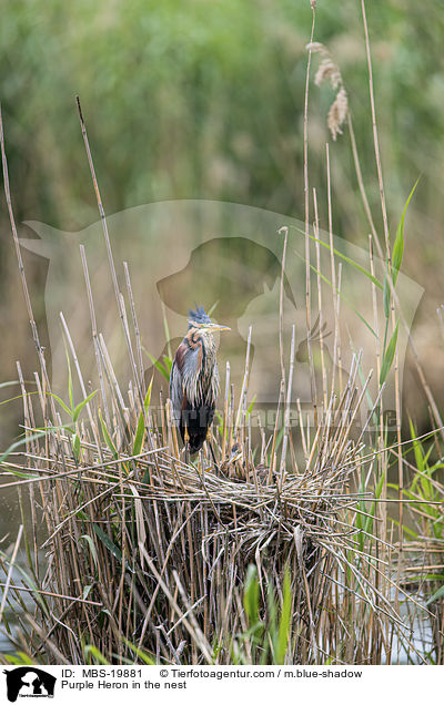 Purpurreiher im Nest / Purple Heron in the nest / MBS-19881