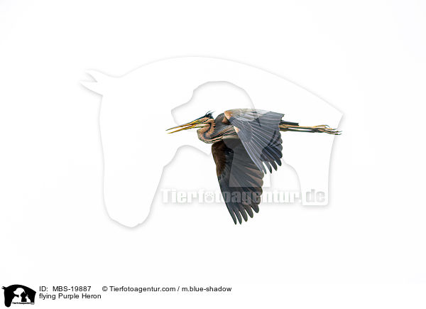 fliegender Purpurreiher / flying Purple Heron / MBS-19887