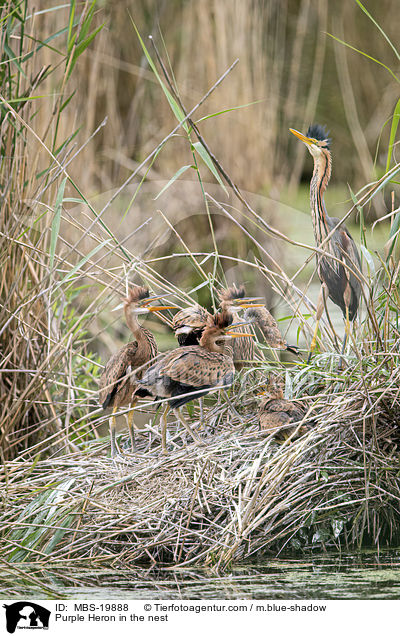 Purpurreiher im Nest / Purple Heron in the nest / MBS-19888