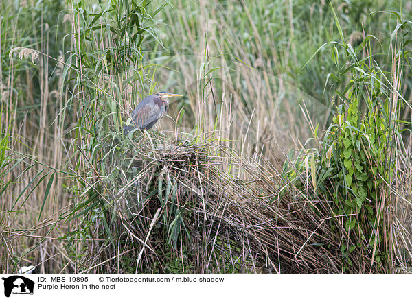 Purpurreiher im Nest / Purple Heron in the nest / MBS-19895