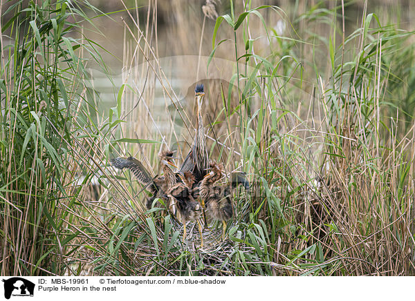 Purple Heron in the nest / MBS-19961