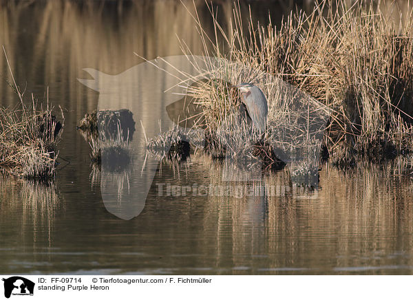 stehender Purpurreiher / standing Purple Heron / FF-09714