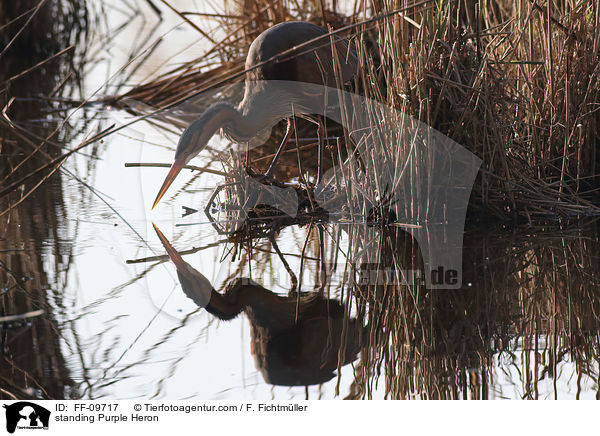stehender Purpurreiher / standing Purple Heron / FF-09717