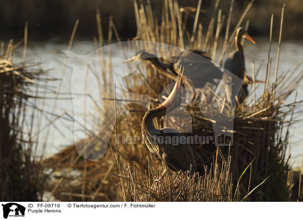 Purple Herons / FF-09719