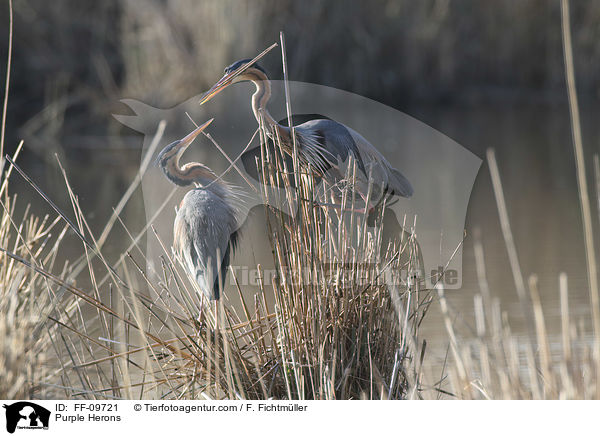 Purpurreiher / Purple Herons / FF-09721