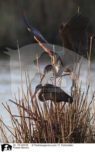 Purpurreiher / Purple Herons / FF-09728