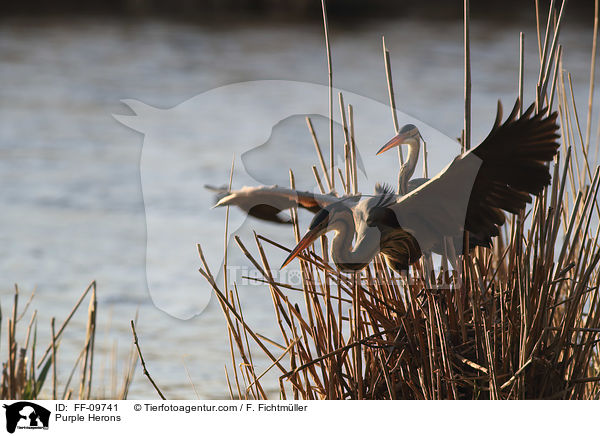 Purple Herons / FF-09741