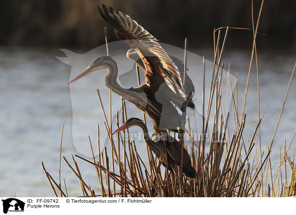 Purpurreiher / Purple Herons / FF-09742