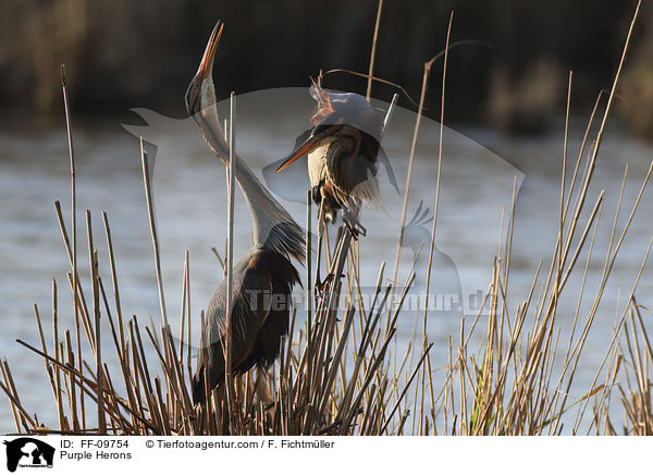 Purpurreiher / Purple Herons / FF-09754