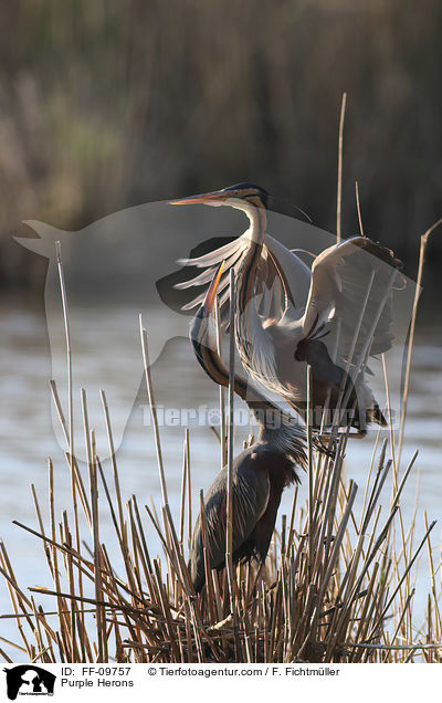 Purpurreiher / Purple Herons / FF-09757