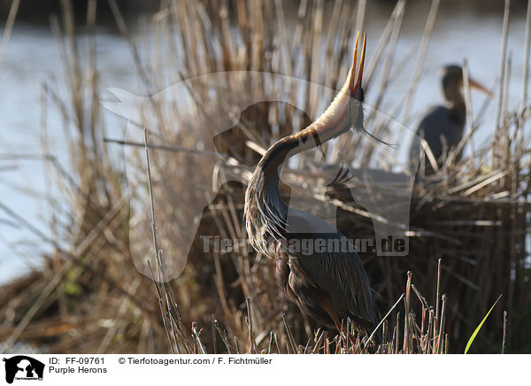 Purpurreiher / Purple Herons / FF-09761