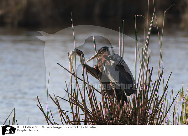 Purpurreiher / Purple Herons / FF-09762