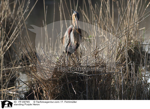 stehender Purpurreiher / standing Purple Heron / FF-09765