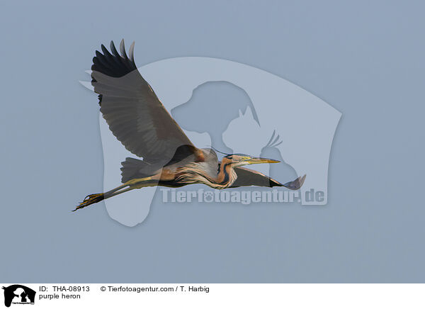 purple heron / THA-08913