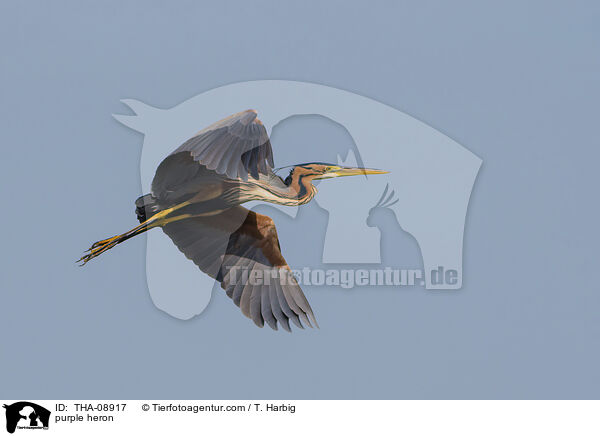 purple heron / THA-08917