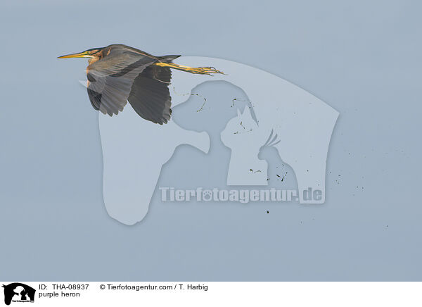 purple heron / THA-08937