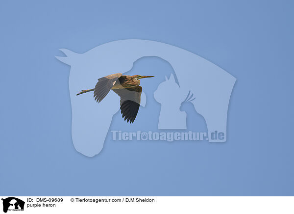 purple heron / DMS-09689