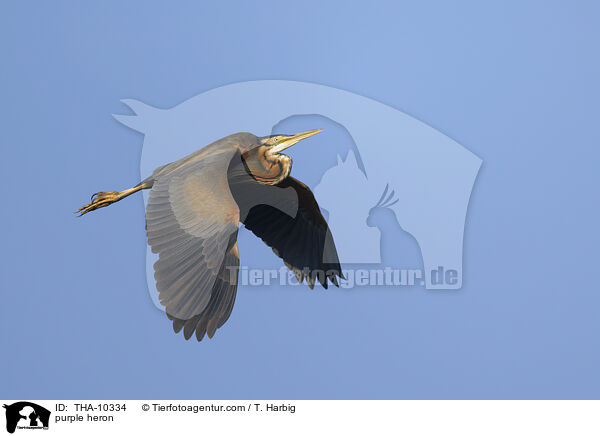 purple heron / THA-10334