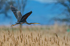 purple heron