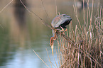 purple heron