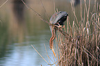 purple heron