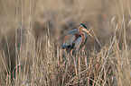 purple heron