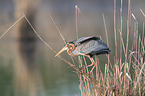 purple heron