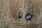 purple heron