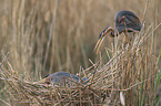 purple heron