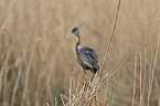 purple heron