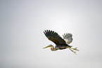 flying Purple Heron