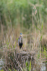 Purple Heron in the nest
