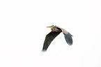 flying Purple Heron