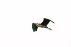 flying Purple Heron