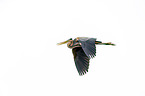 flying Purple Heron