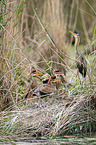 Purple Heron in the nest