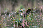 Purple Heron in the nest