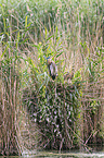 Purple Heron in the nest