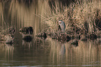 standing Purple Heron