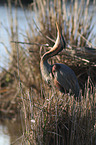 standing Purple Heron